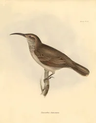 Ornithologie: Der „Upercerthia dumetaria“ beschrieben von Charles Darwin während seiner Forschungsreise an Bord der Beagle. Tafel aus „The Zoology of the voyage of H.M.S. Beagle under the command of Captain Fitzroy during the years 1832 to 1836 edited and 
