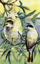 Ornithologie: Remiz (Remiz pendulinus) (Eurasische Beutelmeise) Chromolithographie 19. Jahrhundert Private Sammlung