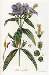 Osbeckia aus Nepal - Lithographie von J. Swan, nach einer Illustration von William Jackson Hooker (1785-1865), entnommen aus Flora Exotic, Schottland
