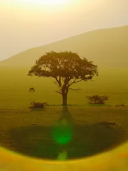 Paradies nach dem Regen, Chyulu Hills, 2018