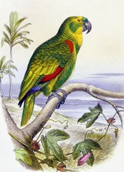 Papagei mit blauer Stirn, ca. 1850 (Gravur)