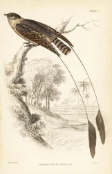 Fahnenflügel-Nachtschwalbe, Macrodipteryx vexillarius (Macrodipteryx africanus). Handkolorierter Stahlstich von William Lizars nach William Swainson aus Sir William Jardine