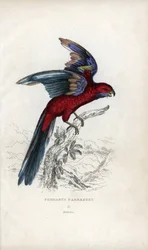 Pennantsittich, Psittacus pennantii. Platycercus elegans