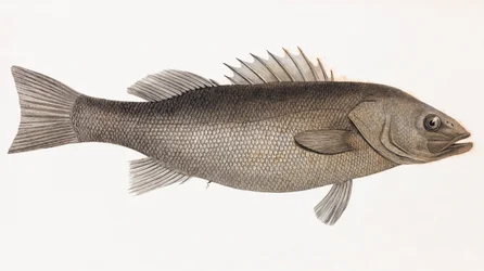 Perche Allongee, Nahaufnahme