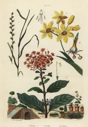 Mehrjähriges Weidelgras, Lolium perenne 1,2, gefleckte Afrikanische Kornlilie, Ixia maculata var