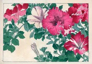 Petunienvarietäten (rosa und weiß). Handkolorierter Holzschnitt aus Konan Tanigamis „Seiyou Sokazufu“ (Bildalbum westlicher Pflanzen und Blumen: Sommer), Unsodo, Kyoto