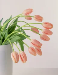 Rosa Tulpen