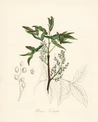 Pistazien-Terebinth - Terebinthenbaum oder Chian-Terpentinbaum, Pistacia terebinthus. Handkolorierte Zinkographie von C. Chabot, gezeichnet von Miss M. A. Burnett aus ihrem Plantae Utiliores: or Illustrations of Useful Plants, Whittaker, London