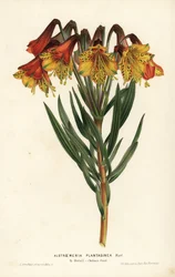 Wegerichblättrige Alstroemeria, Alstroemeria plantaginea. Brasilien. Handkolorierte Lithographie von L. Stroobant aus Louis van Houtte und Charles Lemaire