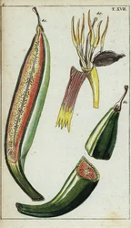 Kochbananen, Musa x paradisiaca