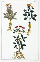 Medizinische Pflanzen, China