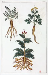 Medizinische Pflanzen, China