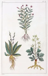 Medizinische Pflanzen, China