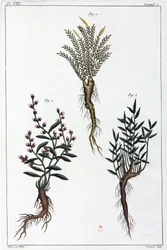 Medizinische Pflanzen, China