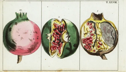 Granatapfelfrucht, Punica granatum