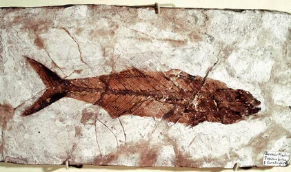 Prähistorie: Sgomber Speciosus Fischfossil vom Fundort Monte Bolca