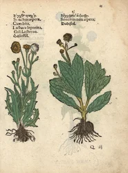 Stacheliger Gänsedistel, Sonchus asper, und Glatter Gänsedistel, Sonchus oleraceus? Handkolorierter Holzschnitt einer botanischen Illustration aus Adam Lonicer