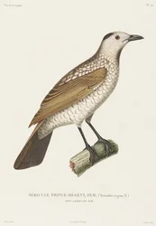 Prince Regent Sericulus, New South Wales, Australien