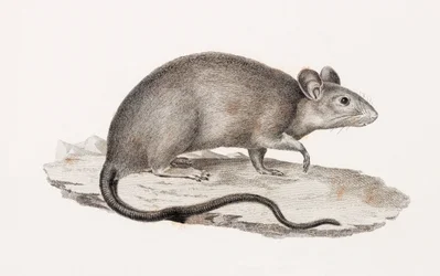 Ratte aus Alexandria