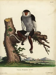Rotschenkel-Douc, Pygathrix nemaeus. Bedroht. Simia nemaeus Linn. Handkolorierte Kupferstichgravur von Johann Sebastian Leitner nach einer Illustration von Jacques de Seve aus Johann Christian Daniel Schrebers Tierillustrationen nach der Natur