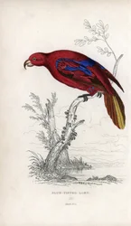Roter Lori, Eos rubra. Psittacus caeruleatus. Lithographie von Joseph Kidd, basierend auf einer Zeichnung von John Audubon, in Miscellany of Natural History: Parrots, Sir Thomas DiK Lauder und Captain Thomas Brown, veröffentlicht in Edinburgh, Schottland, 