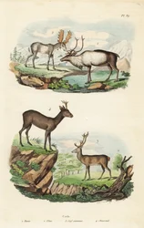 Rentiere, Elche, Rothirsche und Rehe