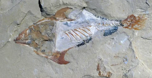 Überreste eines als Fossil erhaltenen Tieres