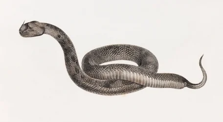 Reptilien: Eine Viper