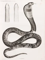 Reptilien: Eine Aspisviper