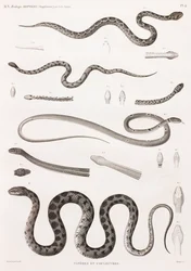 Reptilien: Vipern und Schlangen