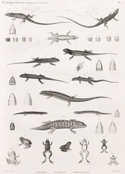 Reptilien: Serie von Illustrationen von Eidechsen, Skinken und Fröschen