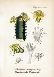 Harz-Wolfsmilch, Euphorbia resinifera. Handkolorierter Kupferstich aus Dr. Willibald Artus