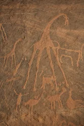 Felskunst, Vorgeschichte: Gravur von Giraffen, Straußen, Schafen und Figuren im Uweinat-Massiv, Sudan (Karkur-Talh oder Karkur Talh). Zeitraum von 8000 bis 3000 v. Chr. Fotografie