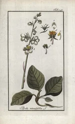 Rundblättrige Pyrole (Pyrola rotundifolia). Lithographie aus „Afbeelding der Artseny-Gewassen“ von Johannes Zorn (1739-1799), Niederlande