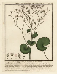 Rundblättriger Steinbrech, Saxifraga rotundifolia