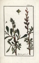 Sumpfmyrte (Myrica gale). Lithographie aus „Afbeelding der Artseny-Gewassen“ von Johannes Zorn (1739-1799), Niederlande