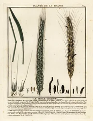 Roggen, Secale cereale