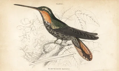 Sägeschnabel-Einsiedler, Ramphodon naevius (Gefleckter Sägeschnabel-Kolibri). Handkolorierter Stahlstich von William Lizars aus Sir William Jardines Naturalist