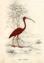Scharlachroter Ibis, Eudocimus ruber (Ibis rubra). Handkolorierte Stahlgravur aus Georg Friedrich Treitschkes Galerie der Naturgeschichte, Naturhistorischer Bildersaal des Tierreiches, Leipzig