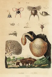 Meeresschnecken und Igelpilze