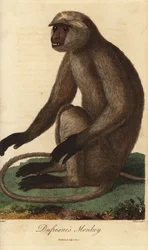 Semnopitheque entelle - Grauer Langur oder Hanuman-Langur, Semnopithecus entellus (Dufresne