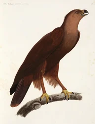 Schreiadler, Ägypten