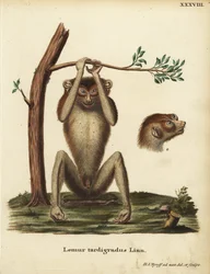 Langsamer Lemur oder roter schlanker Lori, Loris tardigradus. Bedroht. Lemur tardigradus Linn. Handkolorierte Kupferstichzeichnung und Gravur nach der Natur von Hermann Jakob Tyroff aus Johann Christian Daniel Schrebers Tierillustrationen nach der Natur