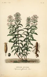 Seifenkraut, Saponaria officinalis