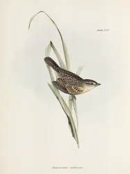 Spatz oder Fink, ca. 1832-1836