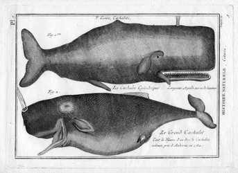 Pottwale in „Encyclopédie Méthodique des trois Règnes de la Nature“ von Pierre Joseph Bonnaterre (1762-1804). Paris 1784