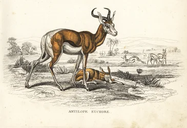 Springbock, Antidorcas marsupialis (Antilope euchore). Handkolorierte Lithographie aus Georg Friedrich Treitschkes Galerie der Naturgeschichte, Naturhistorischer Bildersaal des Tierreiches, Leipzig-1842