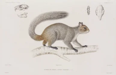 Eichhörnchen