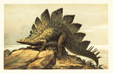 Stegosaurus, ausgestorbene Gattung pflanzenfressender Dinosaurier. 1908 (Lithografie)