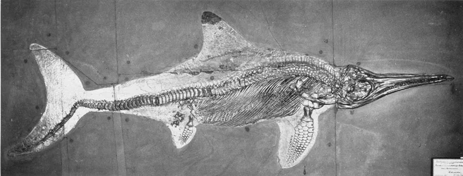 Stenopterygius megacephalus (Der Oxford Ichthyosaurier) gefunden bei Stuttgart, Deutschland, Oberer Lias-Zeitraum